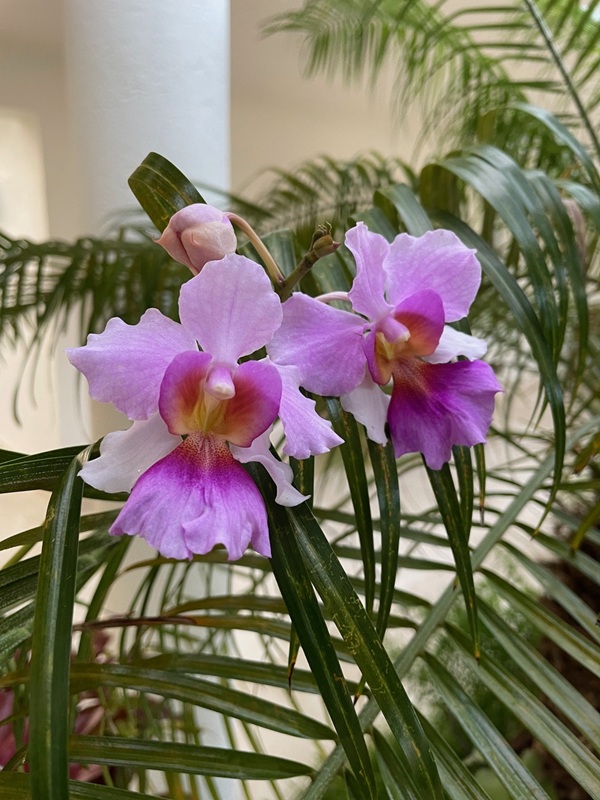 Orchidee